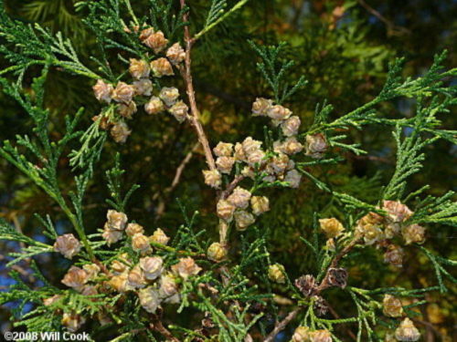 Chamaecyparis thyoides - closeup of foliage and seed cones. Photo by Will Cook.