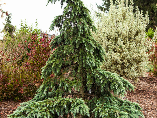 'Devinely Blue' is a classic 'Christmas tree' shape, with blue-green foliage. Photo by Janice LeCocq