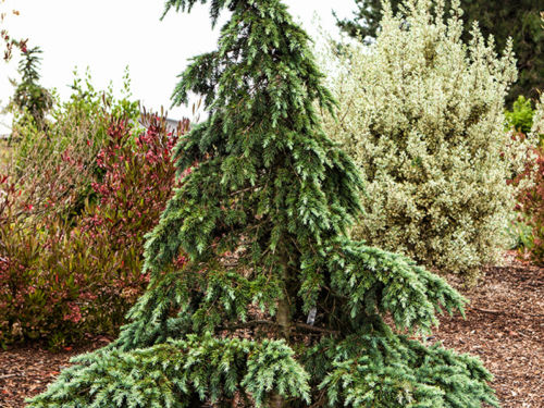 types of cedar trees in oregon