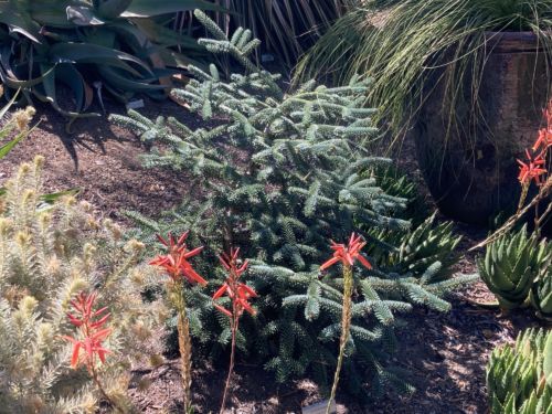 Abies pinsapo var. marocana throws cold water on the hot aloe flowers