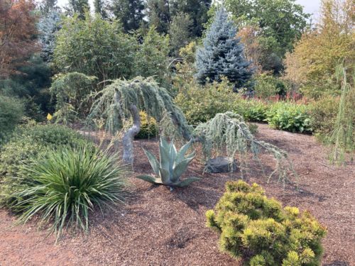 This weeping blue atlas cedar is being trained to be free-form in the landscape