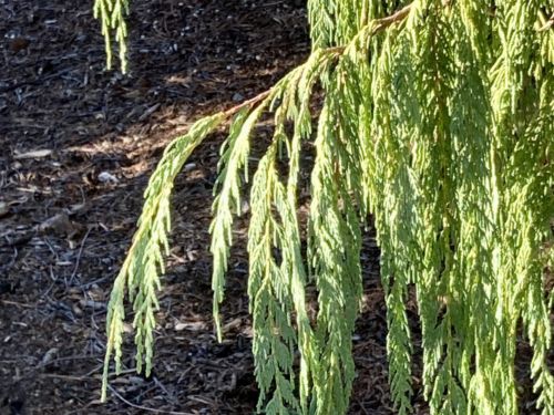 The graceful weeping branchlets of Kashmir cypress (Cupressus cashmeriana)