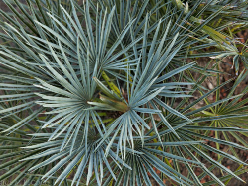Chamaerops humilis var. argentea - Atlas Mountain palm. Photo by Janice LeCocq