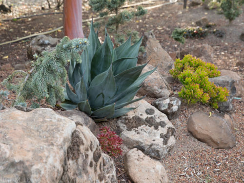 This agave is hardy to 10 degrees and will cool off - and keep off - anyone nearby. Photo by Janice LeCocq