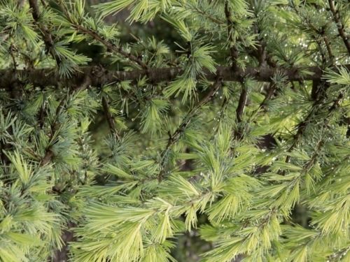 Cedrus needles are arranged in clusters on short shoots, giving the plants a distinctive texture. Photo by Janice LeCocq