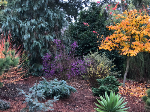 'Feelin' Blue' Himalayan cedar, part of a dazzling autumnal display of color. Photo by Janice LeCocq