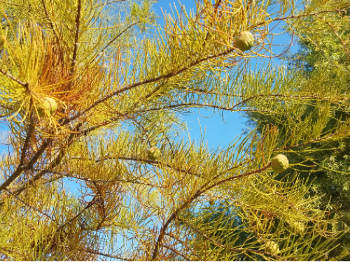 Taxodium ascendens branch, showing fall color and female cones