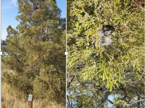 Widdringtonia cedarbergensis (W1), entire tree (l), close up (r)