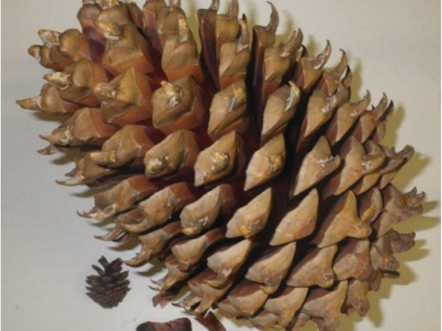 Coulter’s pinecone