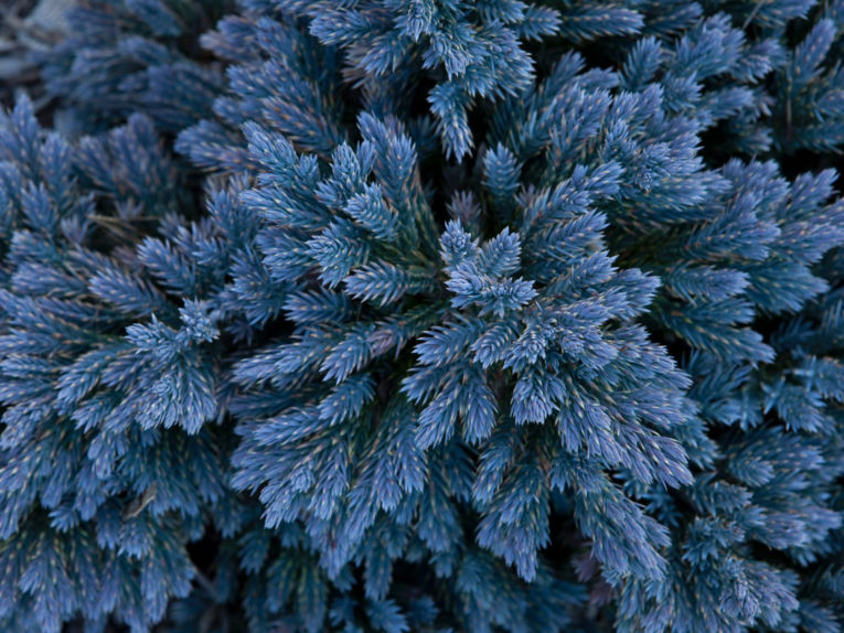 blue point juniper hedge