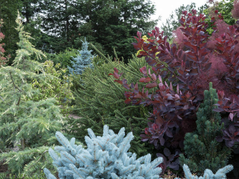 What S Wrong With My Blue Spruce American Conifer Society