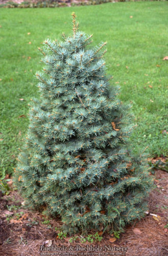 Abies concolor 'Tubby' / Tubby white fir | Conifer Trinomial | American ...