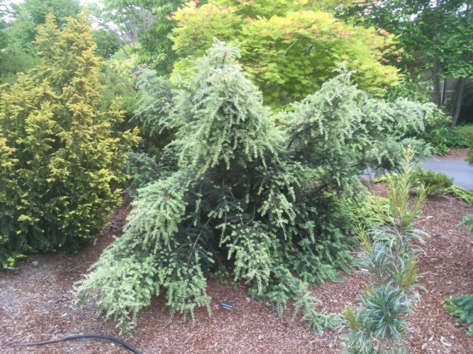 Podocarpus lawrencei 'Purple King' / Purple King mountan plum-pine ...