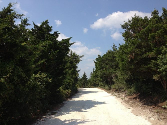 Juniperus Virginiana Eastern Red Cedar Conifer Species American