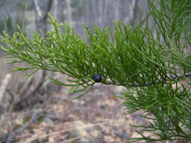 juniperus virginiana bark