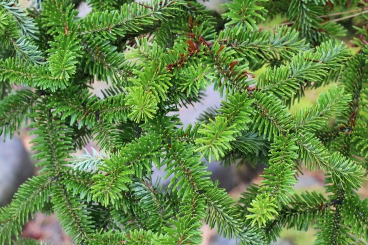 Abies veitchii / Veitch's fir | Conifer Species | American Conifer Society