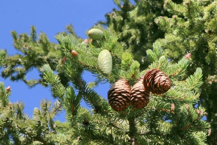 Picea torano / Tiger-tail spruce | Conifer Species | American Conifer ...