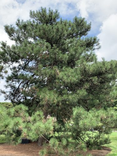 Pinus tabuliformis / Chinese red pine | Conifer Species | American ...