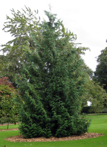 Thuja standishii / Japanese arborvitae | Conifer Species | American ...