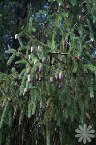 Picea spinulosa / Sikkim spruce | Conifer Species | American Conifer ...