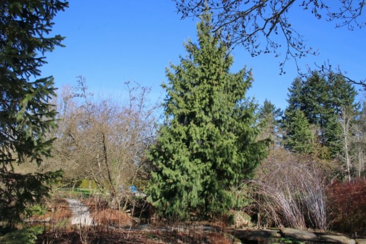 Evergreen Picea smithiana, Tree Seeds Himalayan Spruce Morinda Spruce 