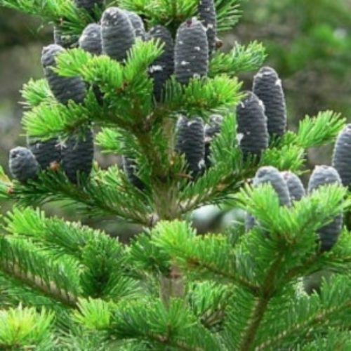 Siberian fir