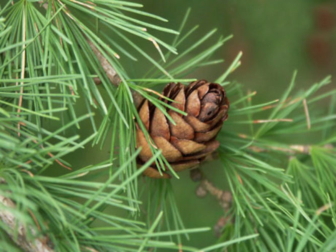 Larix Sibirica / Siberian Larch | Conifer Species | American Conifer ...