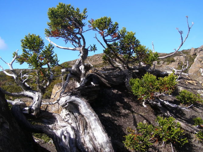 Athrotaxis selaginoides / King Billy pine | Conifer Species | American ...