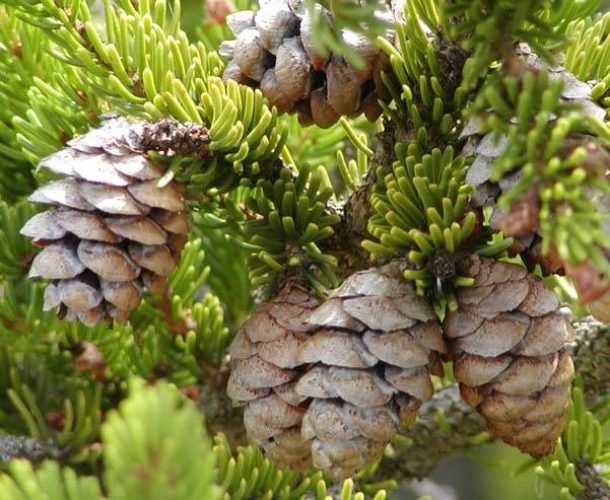 Details about  / Seed Picea Rubens Spruce Red Green Picea Épinette Rouge Seeds Conifer Evergreen
