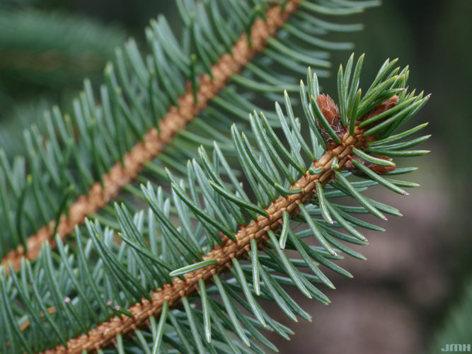 Picea retroflexa / Green dragon spruce | Conifer Species | American ...