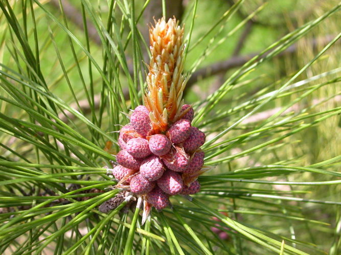 Pinus resinosa / red pine | Conifer Species | American Conifer Society