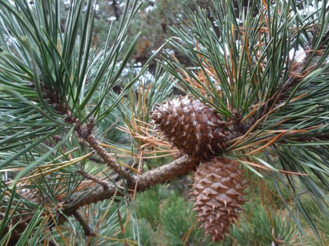 Pinus pungens / Table Mountain pine | Conifer Species | American ...