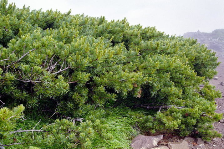 Pinus pumila dwarf stone pine 10 seeds