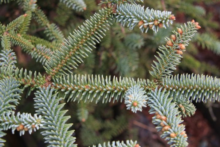 Abies pinsapo / Spanish fir | Conifer Species | American Conifer Society