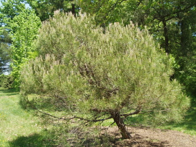 Pinus Pinea Italian Stone Pine Conifer Species American Conifer Society