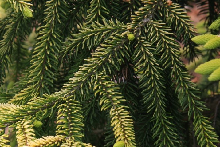 Picea Orientalis Caucasian Spruce Conifer Species American Conifer Society