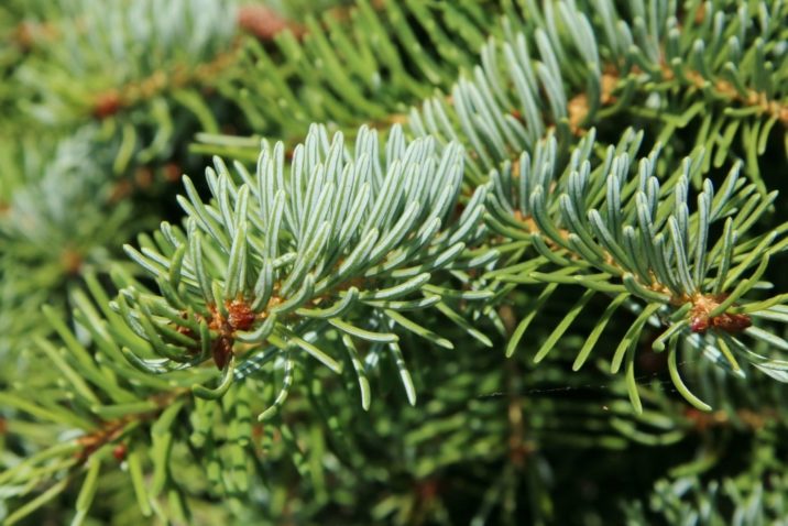 Picea omorika / Serbian spruce | Conifer Species | American Conifer Society