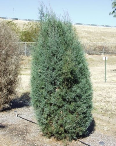 Callitris oblonga / Tasmanian cypress pine | Conifer Species | American ...