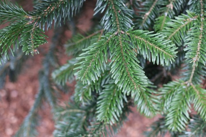 Abies Nordmanniana   Nordmann Fir 