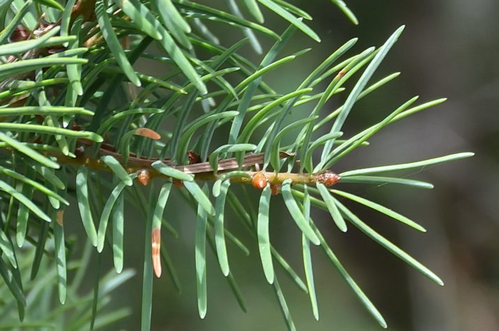 Pseudotsuga macrocarpa / Bigcone Douglas-fir | Conifer Species ...