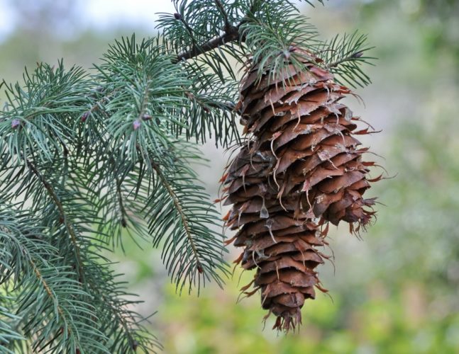 Pseudotsuga macrocarpa / Bigcone Douglas-fir | Conifer Species ...