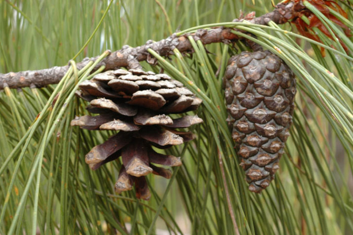 Pinus lumholtzii / Lumholtz's weeping pine | Conifer Species | American ...