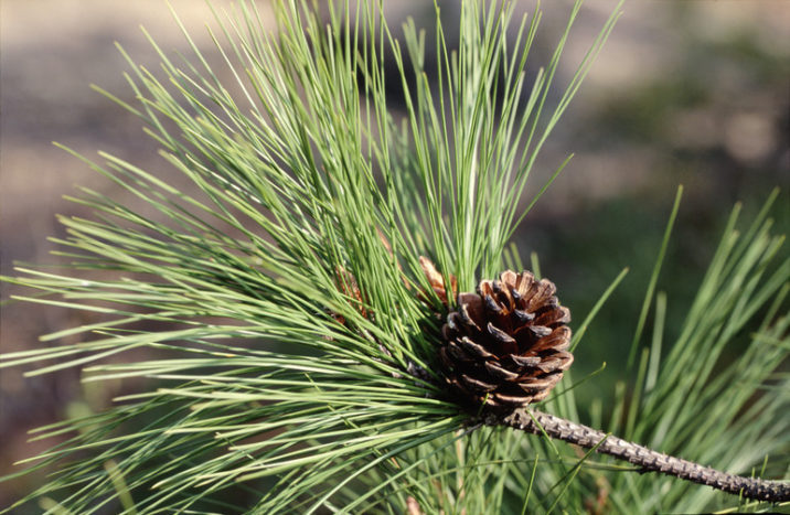 Pinus luchuensis / Luchu pine | Conifer Species | American Conifer Society