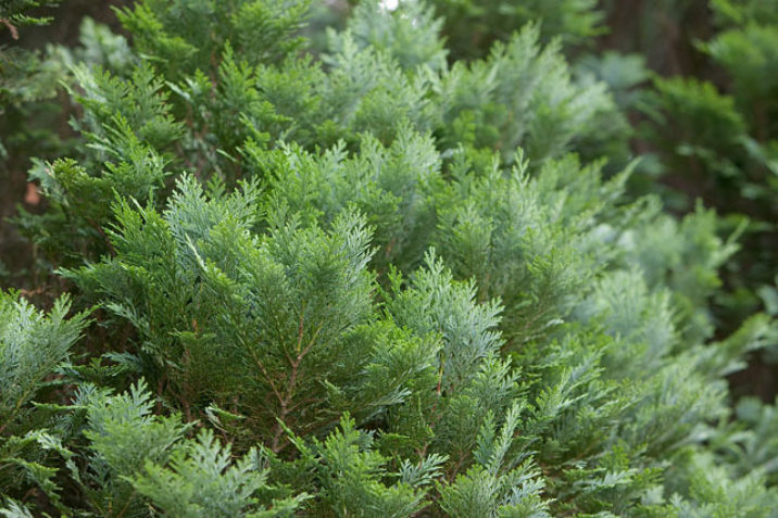 Chamaecyparis lawsoniana / Lawson cypress | Conifer Species | American ...