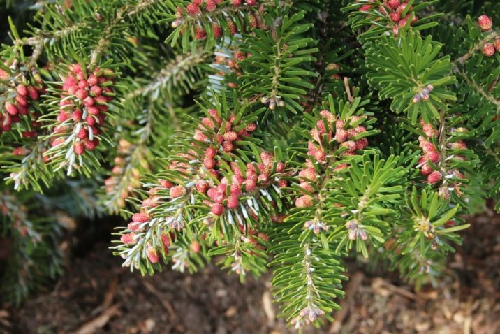 Abies koreana / Korean fir | Conifer Species | American Conifer Society