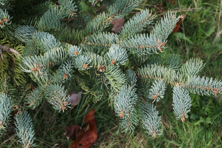 Picea koraiensis / Korean spruce | Conifer Species | American Conifer ...