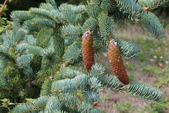 Korean Spruce Tree Seeds Picea Koraiensis