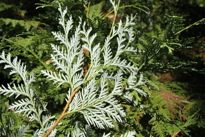 Thuja koraiensis / Korean arborvitae | Conifer Species | American ...