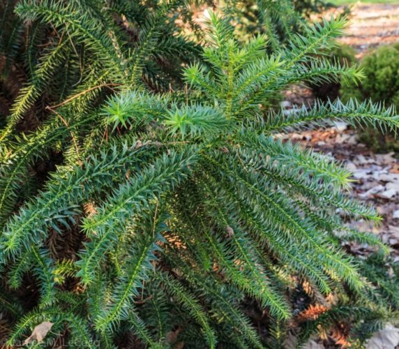 Cunninghamia konishii / Taiwan coffin fir | Conifer Species | American ...