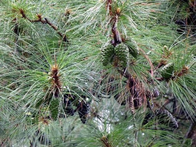 Pinus kesiya / Khasi pine | Conifer Species | American Conifer Society